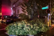 杜蘇芮災情/宜蘭路樹倒塌頻傳　警急交管移置幸未釀傷亡