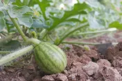 杜蘇芮民生/颱風襲東部！台東西瓜、洋香瓜損失慘重