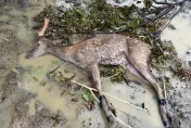 快訊/太可惡！恆春颱風夜偷鹿賊落網　3鹿1死1重傷緊急治療中