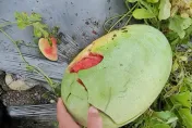 杜蘇芮災情/花蓮農損「西瓜葉打到黑青長不大」農民欲哭無淚　陳吉仲承諾每公頃補助6.5萬