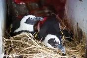 歡慶父親節！超萌「動物爸爸」父愛大爆發　鄰近萬芳商圈好康曝光