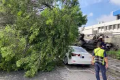 影/禍從天降！高雄無風無雨10米樹突倒塌　3路人受傷、4汽機車受損