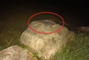 「鱷魚出沒」高雄凹子底公園！農業局「找嘸影」：會加強巡邏
