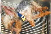 高雄天兵飼主以為愛犬身亡　裝袋丟水溝「全網開轟」！違反動保法開罰