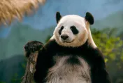 世大運/「熊貓代表團出戰」！籃球、射箭、跆拳道樣樣來　超萌影片曝光