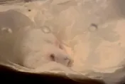 加州非法生物實驗室　藏上千隻攜帶新冠病毒老鼠！至少20種潛在傳染源