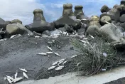 影/撈不完…基隆河浮出數公噸魚屍體　北市府：高溫致溶氧量低