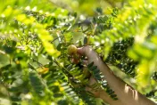 油甘果乾你吃過嗎？已在台灣300年卻很少人知道　農糧署：有生津止渴作用