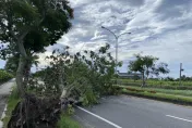 卡努災情/台東吹焚風高溫36度！路樹連根拔起　驚險畫面曝光