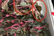 影/員林華成市場賣抱卵母蟹　2無良攤商嘴辯：「不知道不能賣」