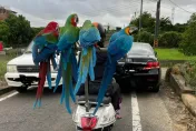 「國安感冒液」現實版？「4大鸚鵡」機車兜風排排站　網曝身價竟破百萬
