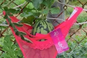 全台最性感西瓜在雲林！穿蕾絲內褲吊掛空中　果農：透氣佳、日照更均勻
