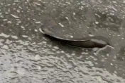 獨家！雨彈轟炸北市道路變「河道」　學生驚見法院門前有鯰魚「扭呀扭」