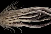 科學家發現南極新物種「海草莓」　擁有20隻觸手像極外星生物