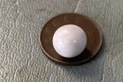 40年首見！澎湖牡蠣挖出0.9CM「天然大珍珠」　業者不賣當傳家寶