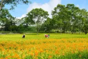 愛在七夕/花蓮金針花季開跑　六十石山、赤科山綻放金色花海