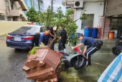 影/10萬真柏遭擊落！貨車路過「門開一搧」　4米樹應聲倒下畫面曝