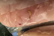 快訊/不只乾酪 !好市多再出包！雞胸肉上竟有肥美小蟲？網友:腐爛才會有蟲