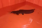 影/下大「魚」！新莊大雨淹水驚現生猛土虱　民眾趕緊撈來「加菜」