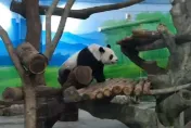 影/轟隆隆打雷聲頻傳　大貓熊圓圓「嚇到暴衝」！火速爬高處避難