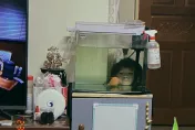 鬼月奇談/魚缸驚見「女童蒼白人頭」眼神死　原來是姪女後面看金魚