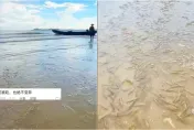 影/廣東海灘突然湧現大量海蝦　網友嘲：寧可被白灼不願核污染