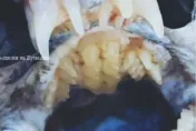 深海怪魚「狼鰻」現蹤　口內滿滿尖牙連上顎都整排長齒