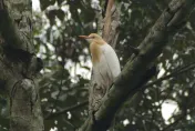 影/秋季限定！9月黃頭鷺大軍最佳觀賞期　「萬鷺朝鳳」超壯觀