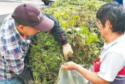 剷除植物殺手！苗栗縣府每公斤5元收購小花蔓澤蘭
