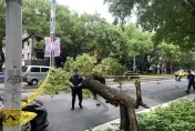 快訊/普渡路上斷魂！北市57歲退休司機「路樹砸爆頭」浴血、送醫不治