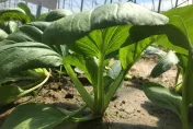 青菜界「混血兒」！醫曝2成分降血脂　還能促腸蠕動