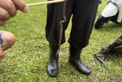 露營誤踩龜殼花！右腳踝被反咬一口　牠慘遭「就地正法」