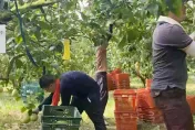 影/趕在海葵前！雲林柚農「只剩半天」搶收文旦　壯丁全動員
