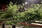 海葵颱風/高雄沿海滯留風強雨驟　新興區路樹倒一排廣告帆布吹落
