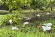 海葵颱風/花蓮果樹遭大風吹倒、落果　慘況曝光...柚農心淌血損失近50萬