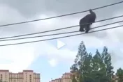 紅毛猩猩高空走鋼索…遊客抬頭嚇壞：越獄了　園方揭「猩空漫步」真相