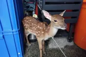 我家門前有小鹿！飼主急發文協尋　恆春暖警找專家代為照顧