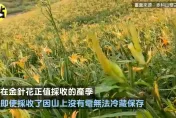 海葵颱風/風雨無情！花蓮農損2800萬　金針農苦喊「非常慘」