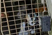 航空公司員工弄丟乘客寶貝愛犬　失蹤三周後終於尋獲