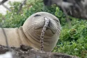 夏威夷僧海豹掛75公分「鰻魚鼻涕」！自覺很潮像屁孩　大家狂跟風