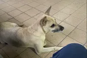 警犬咬傷高官慘了！分局長下令「牠0800消失」　基層怒：這就是官啊