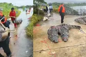 影/緝拿「鱷」勢力！淹水致養殖場逾70隻鱷魚出逃　官方急籲：不要出門