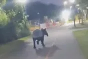 影/非工讀生扮演！星國男騎腳踏車聽見馬蹄聲　他轉頭看傻「馬來貘超車」