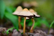 外觀一樣「傻傻分不清」！食藥署警路邊野菇別亂吃「加熱也沒用」