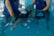 八里擱淺糙齒海豚才辦取名！今早傳死訊　胃纏釣魚線仍敗血症不治