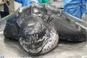 影/恆春擱淺革龜死因曝光！腸道取出425cm魚線　證實活活遭到餓死