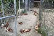 苗栗土雞蛋場遭8隻遊蕩犬入...160隻雞慘死　場主心痛：慘不忍睹