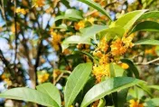 中秋開運大法！命理師曝大考考生吃「1食物」 明年金榜題名