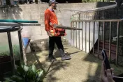 快訊/新北板橋登革熱+1！57歲婦發燒肌肉痛　住家附近緊急噴藥
