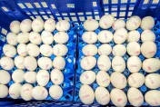 駁進口量失控！農業部：進口蛋大量過期是「進口資訊掌握不夠精準」